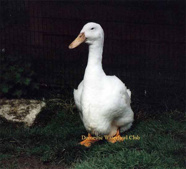 Adult