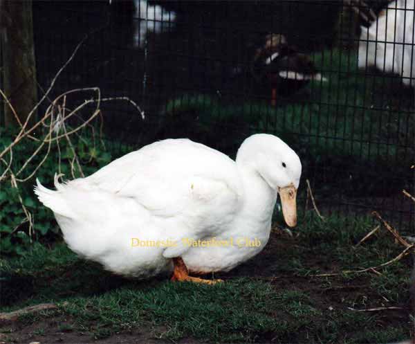 male
